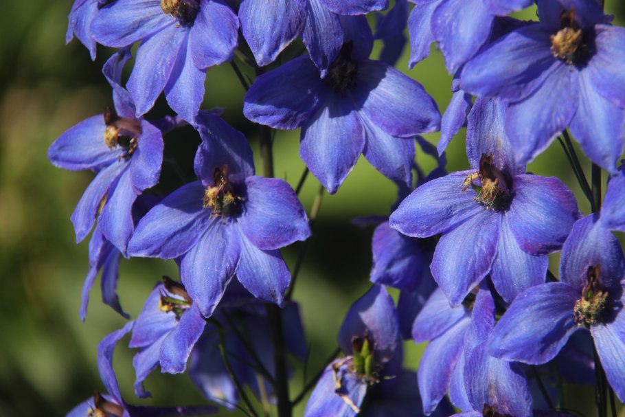 Delphinium foetidum