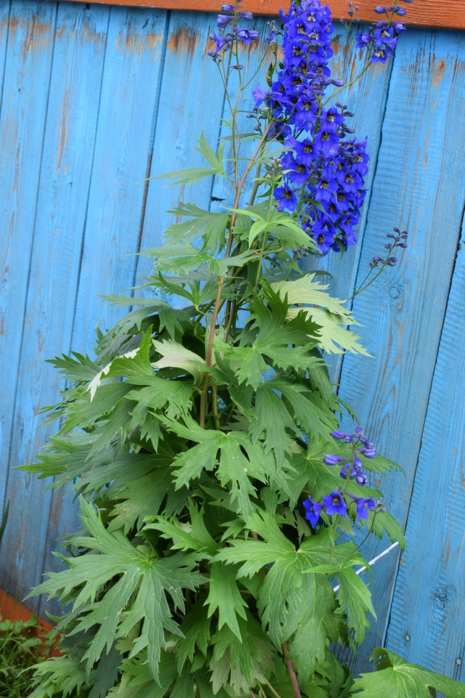 Дельфиниум многолетний рассада