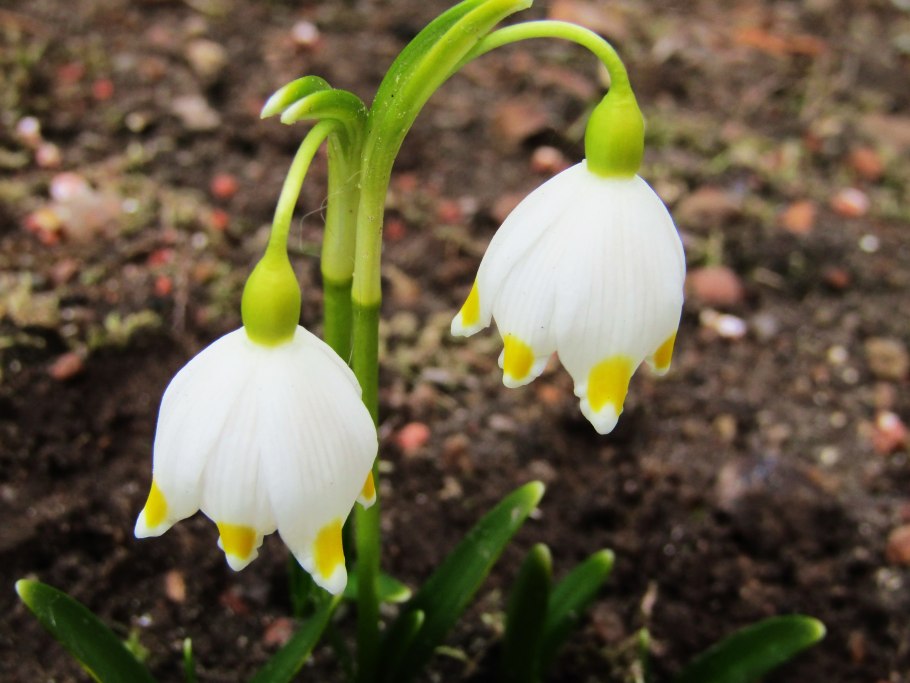 Белоцветник vernum