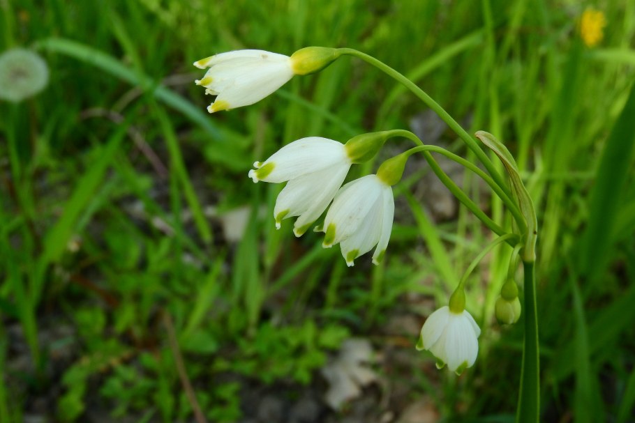 Leucojum aestivum