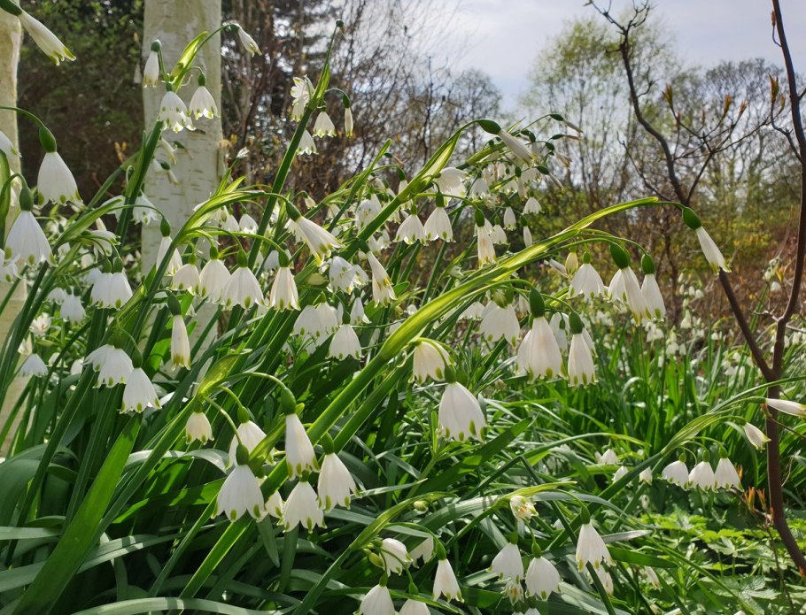 Белоцветник Leucojum Gravetye giant