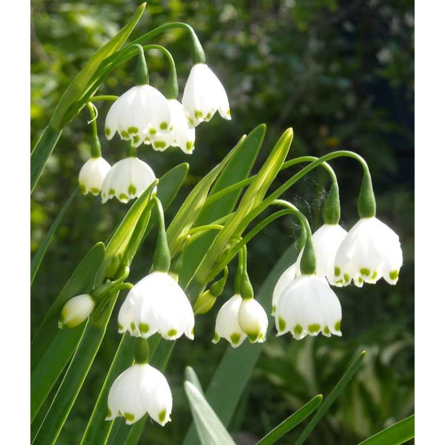 Белоцветник гравети джайнт