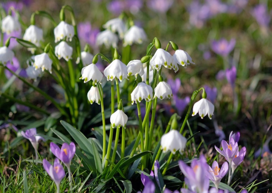 Белоцветник летний гравети джайнт
