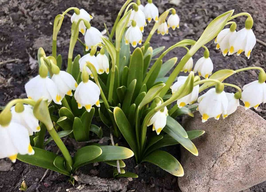 Первоцветы луковичные