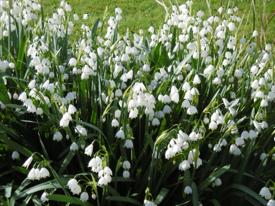 Белоцветник Leucojum Gravetye giant
