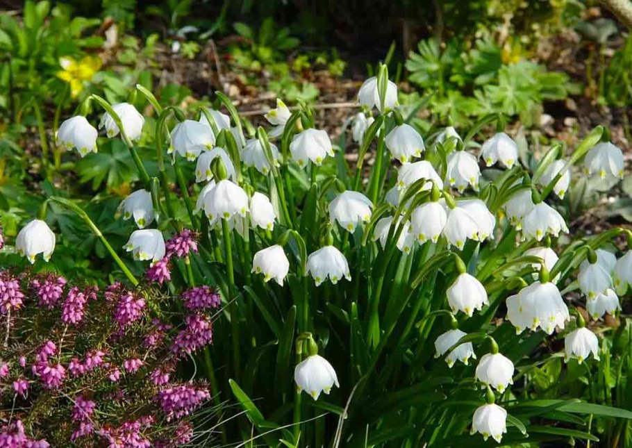 Leucojum vernum