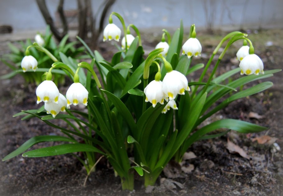 Белоцветник карпатский