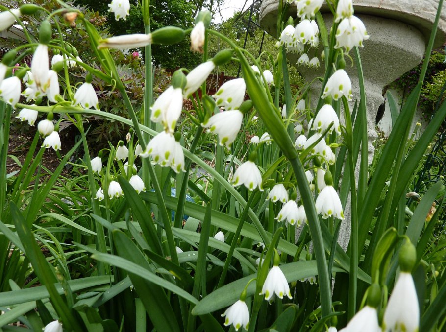 Белоцветник aestivum