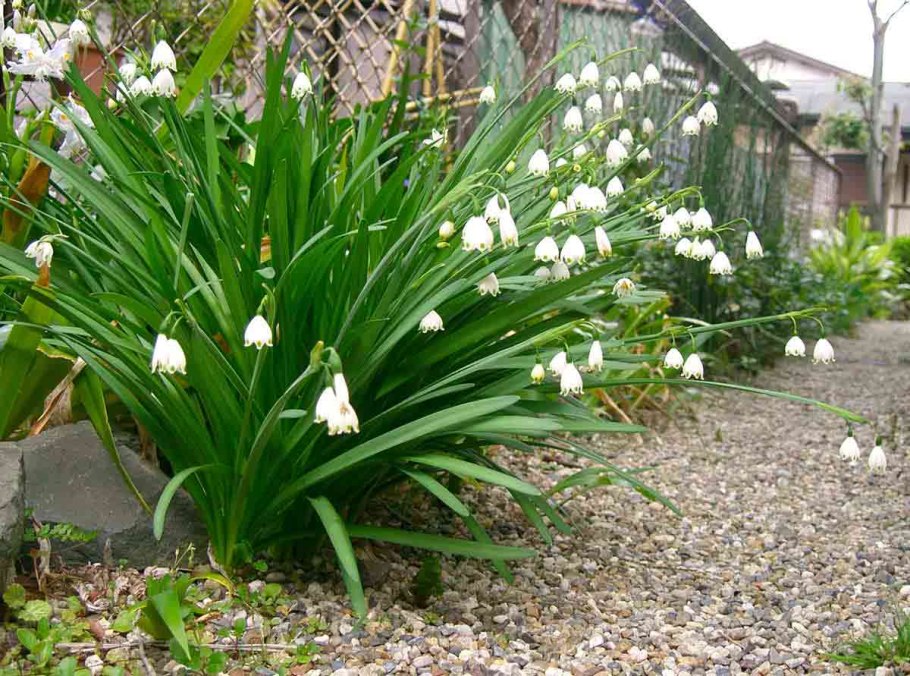 Leucojum aestivum