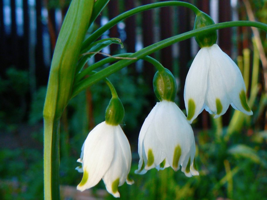 Белоцветник карпатский