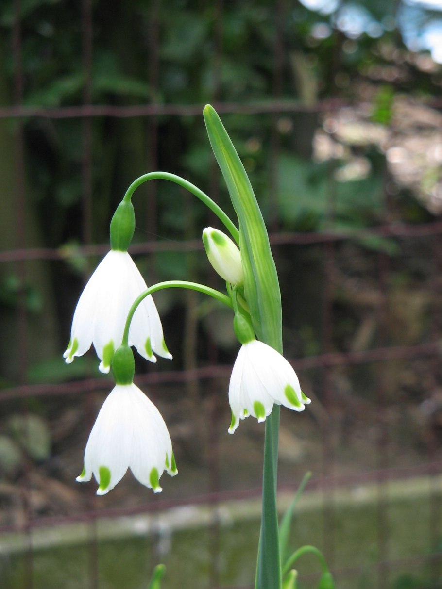 Leucojum aestivum
