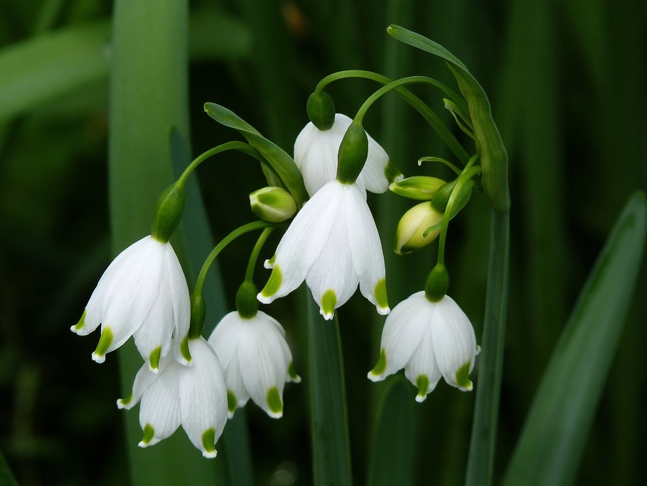 Galanthus krasnovii