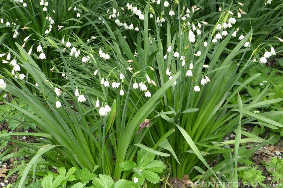 Белоцветник гравети гиант