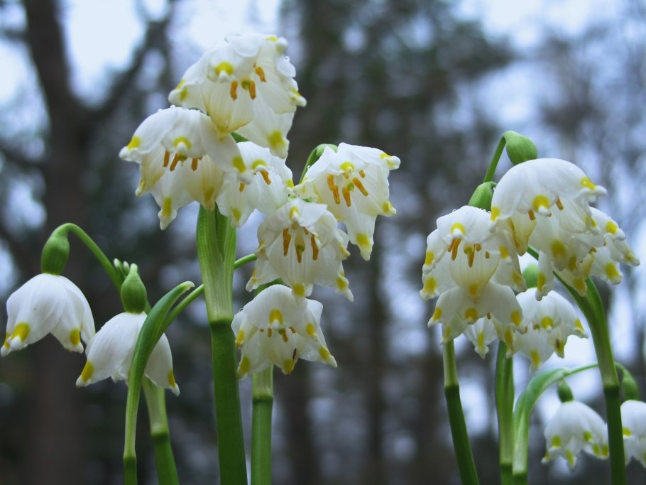 Подснежник белоцветник