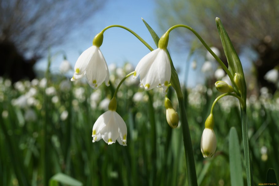 Leucojum aestivum