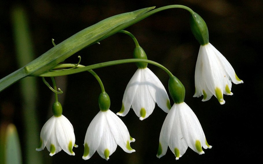 Цветок подснежник