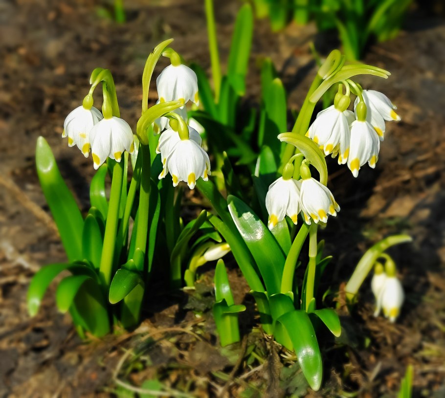 Белоцветник aestivum