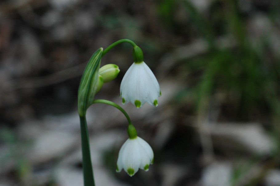 Белоцветник летний красная книга