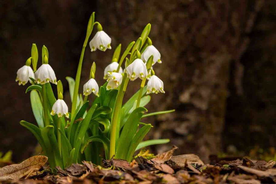 Белоцветник aestivum