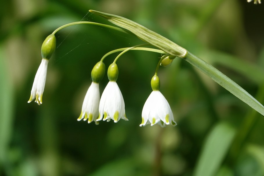 Leucojum aestivum