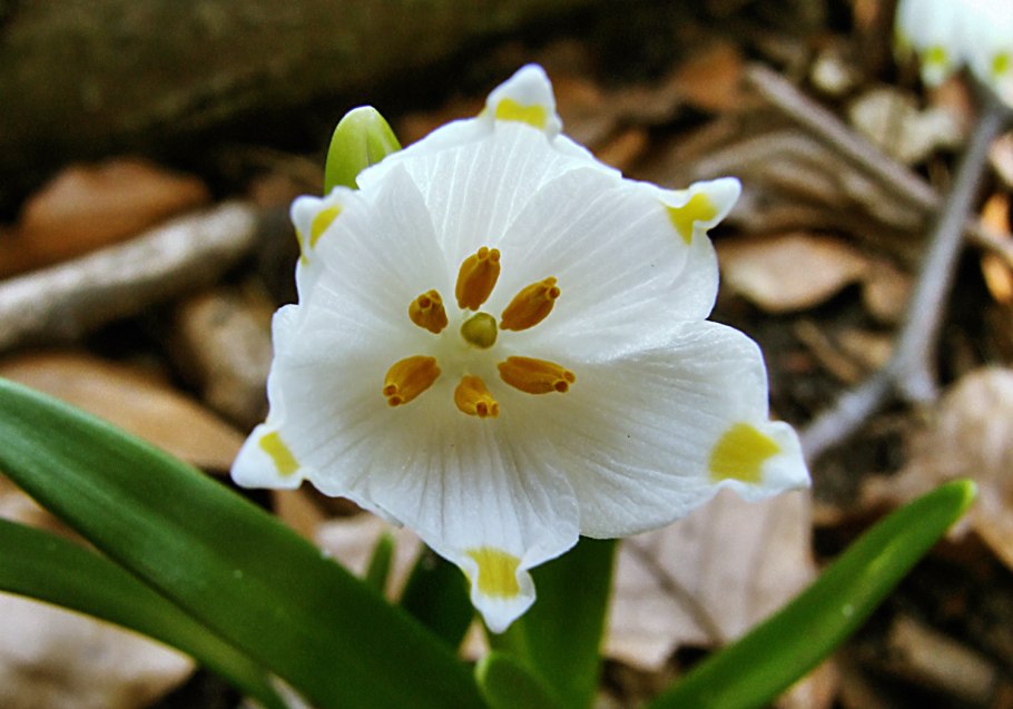 Leucojum vernum