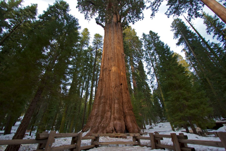 Национальный парк Yosemite; парк Секвойя