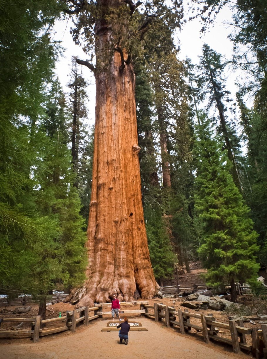 Секвойя вечнозелёная Sequoia sempervirens
