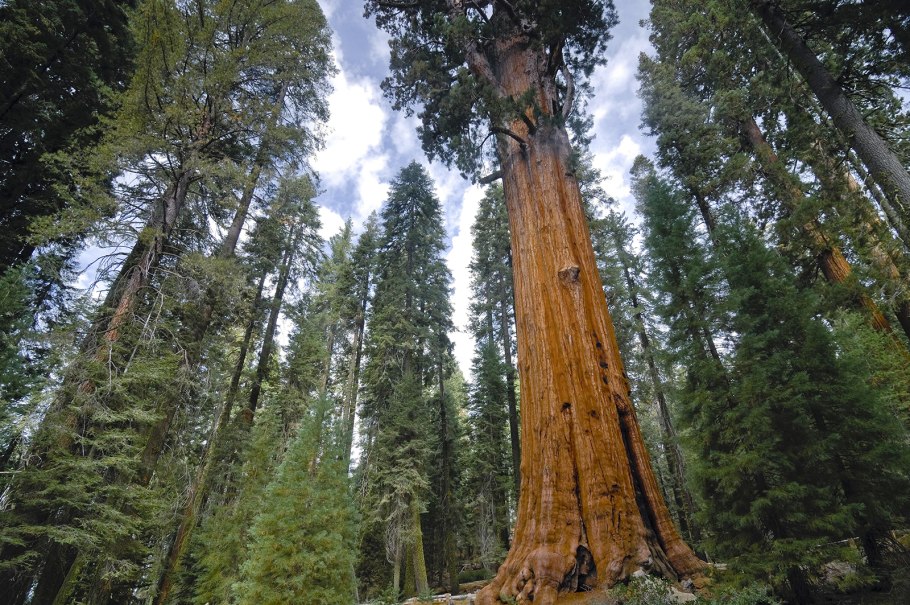 Секвойя вечнозелёная Sequoia sempervirens