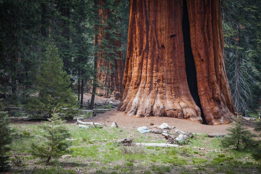 Секвойя вечнозелёная Sequoia sempervirens