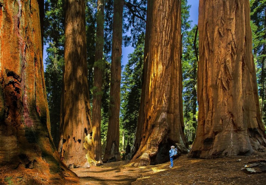 Секвойя (Sequoia sempervirens)