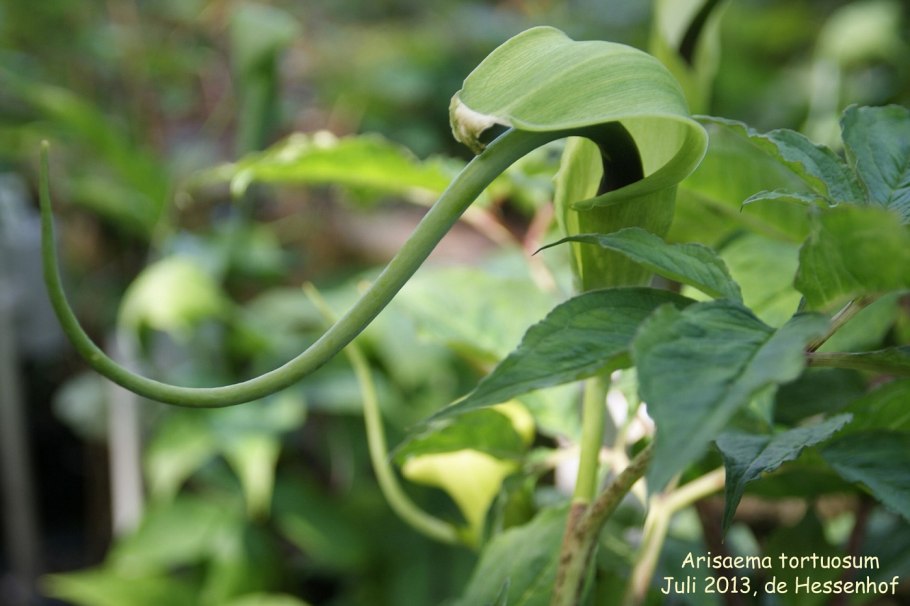 Семена ароидных