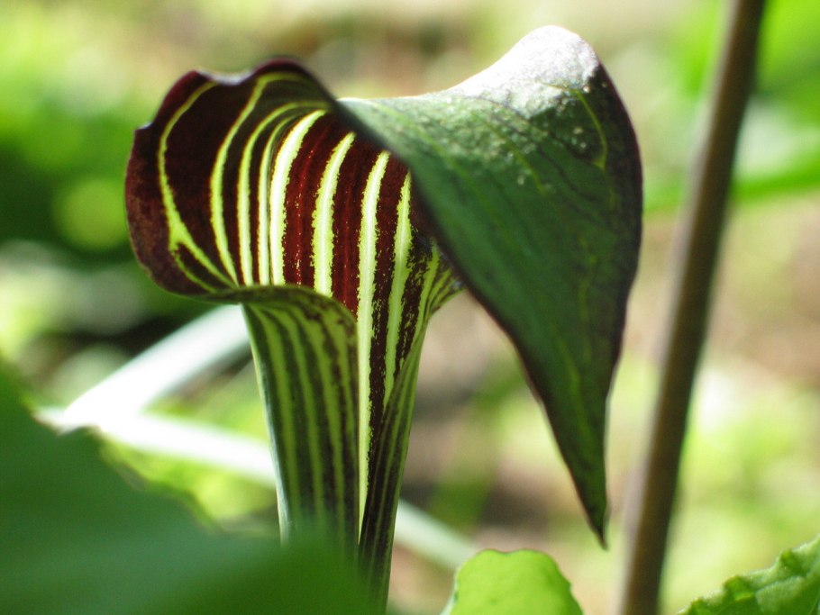 Аризема Однопокровница