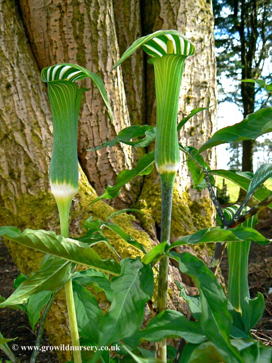 Аризема трехраздельная
