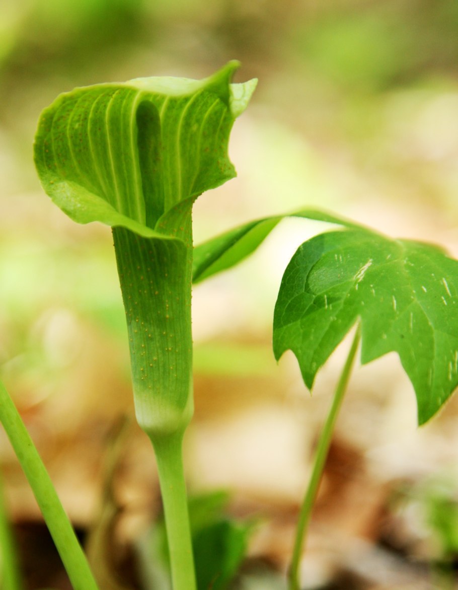 Arisaema triphyllum