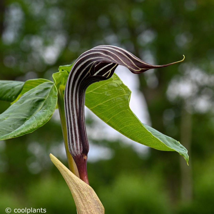 Arisaema serratum