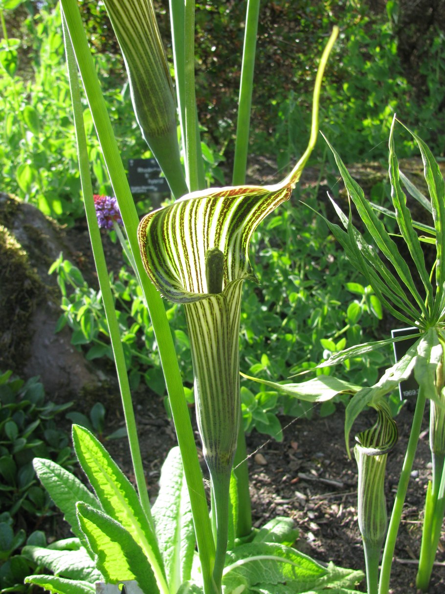 Аризема амурская (arisaema amurense)