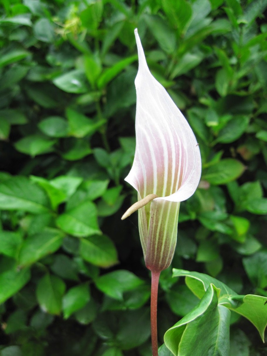 Аризема белоснежнейшая