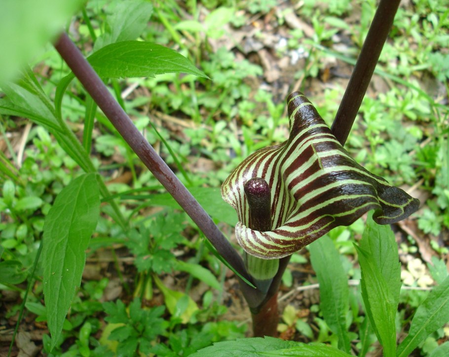 Аризема трехлистная Arisaema triphyllum