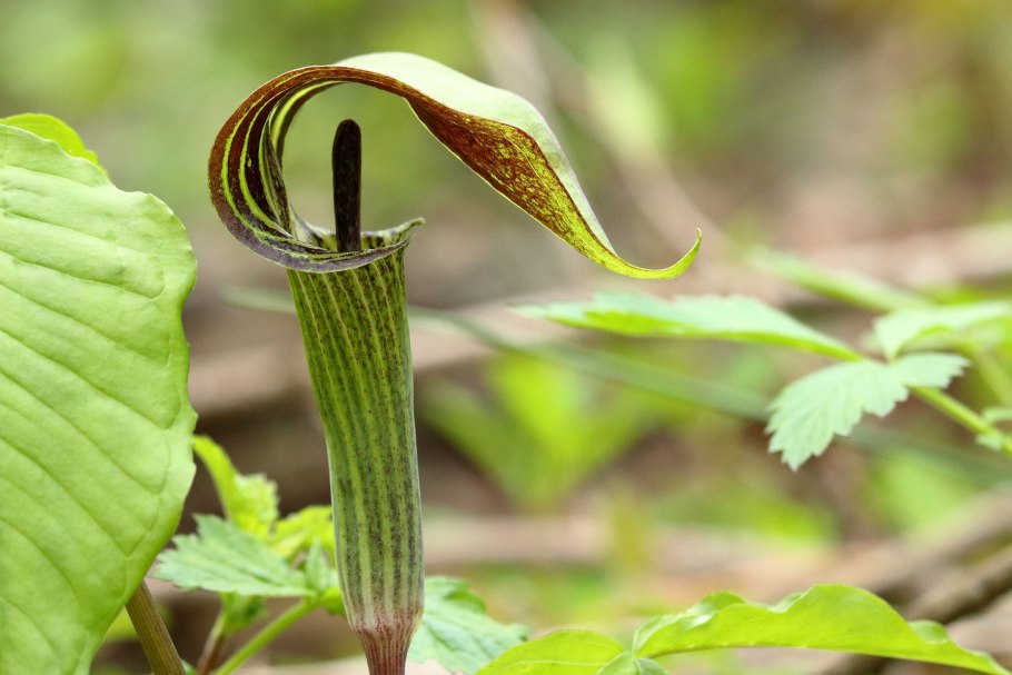 Arisaema triphyllum