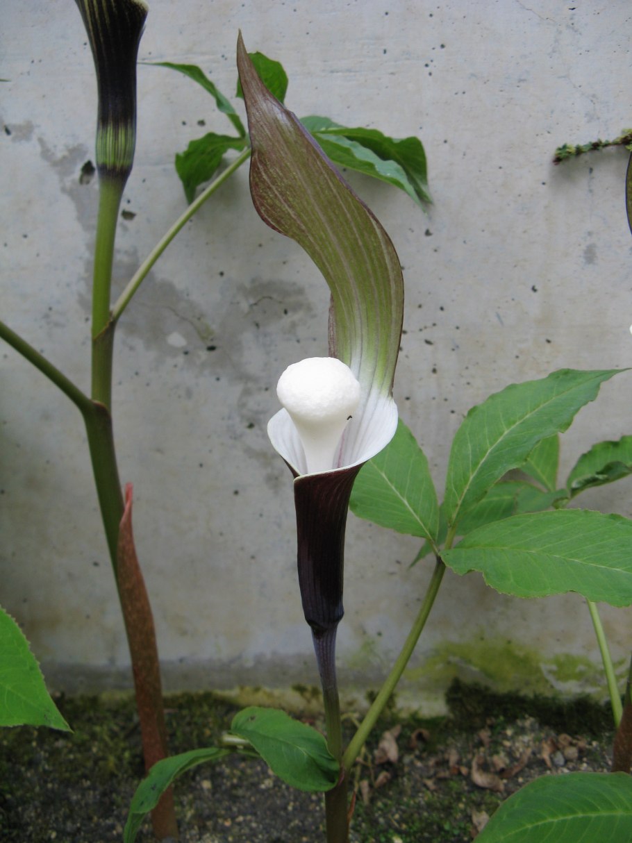 Arisaema sikokianum