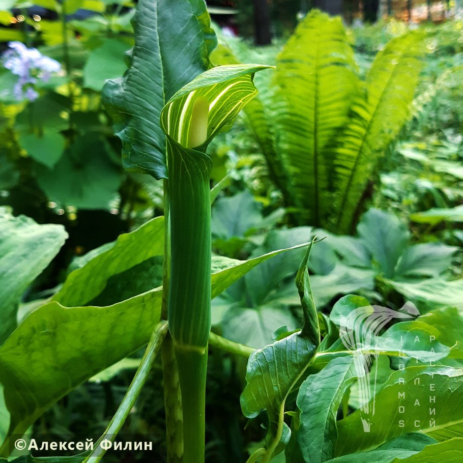 Аризема амурская (arisaema amurense)