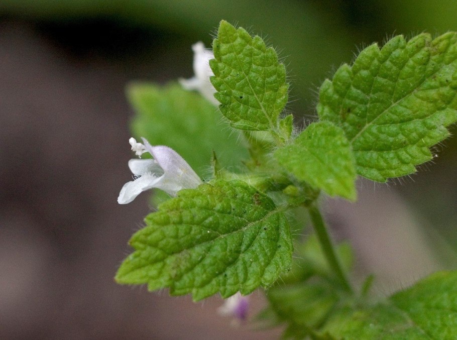 Мелисса (melissa officinalis
