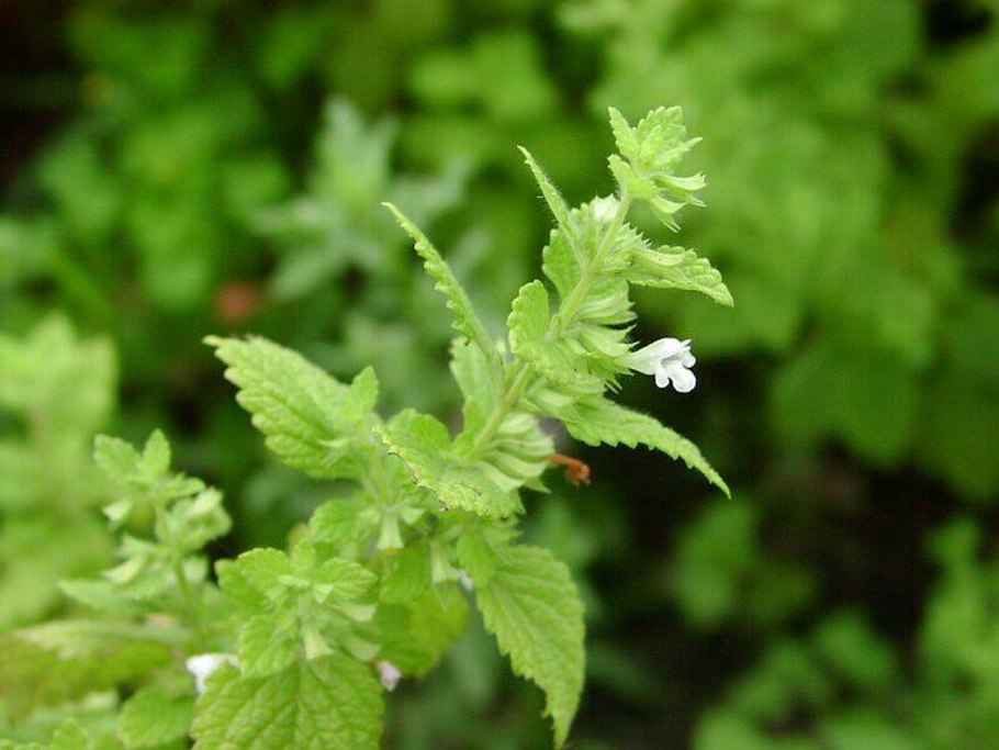 Мелисса (melissa officinalis