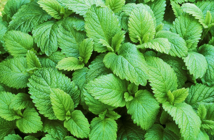 Лимонник, петрушка, Мелисса,