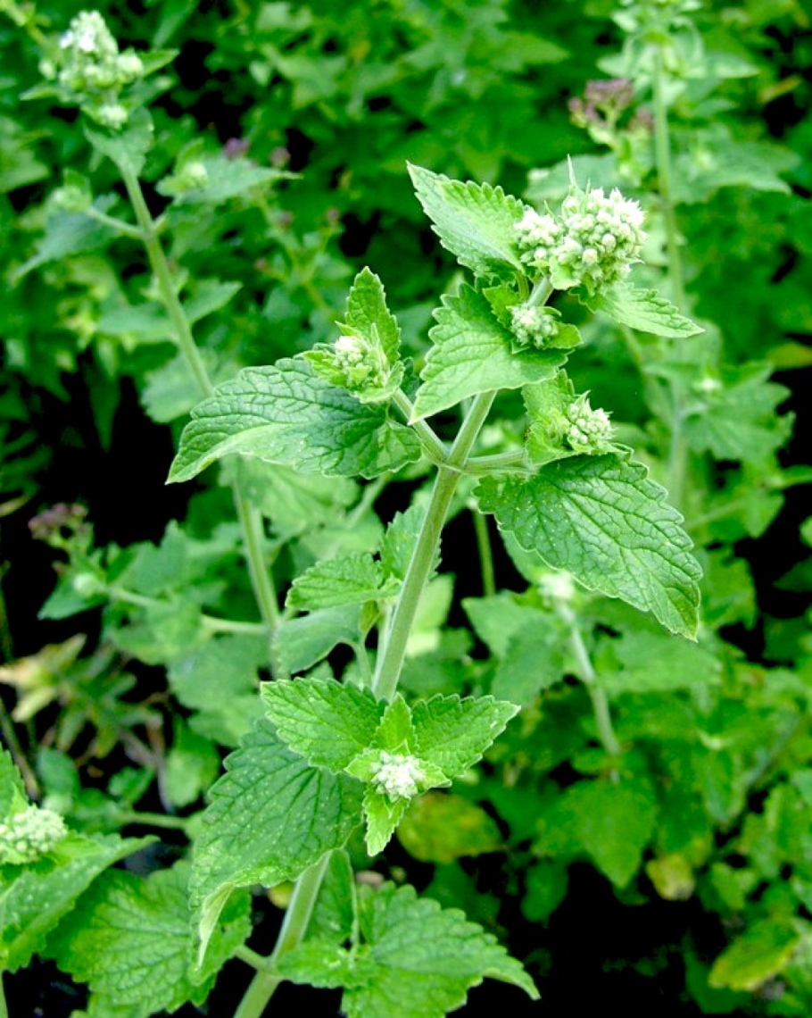 Мелисса (травы)