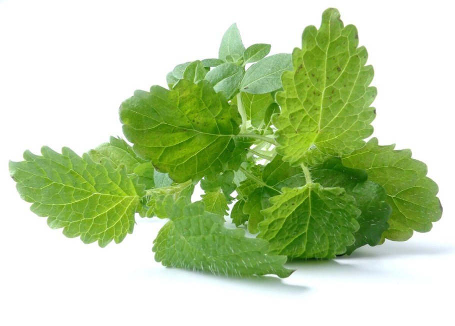 Мелисса Lemon Balm