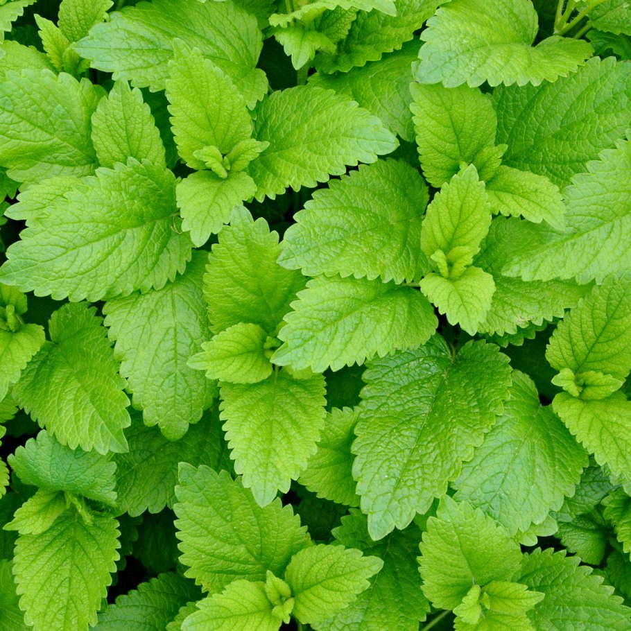 Мелисса лекарственная лимонный аромат