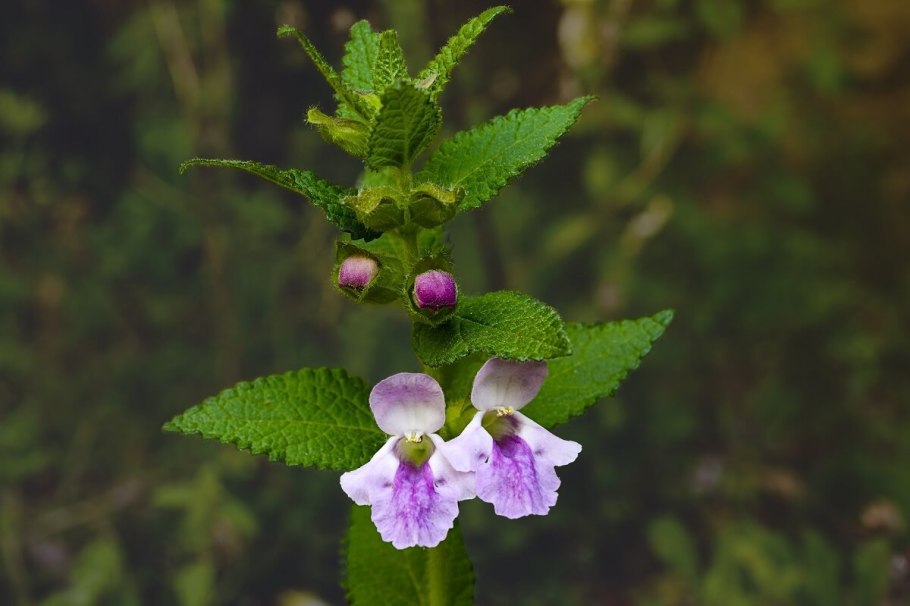 Melittis melissophyllum