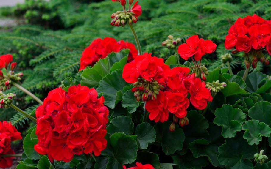 Герань Садовая