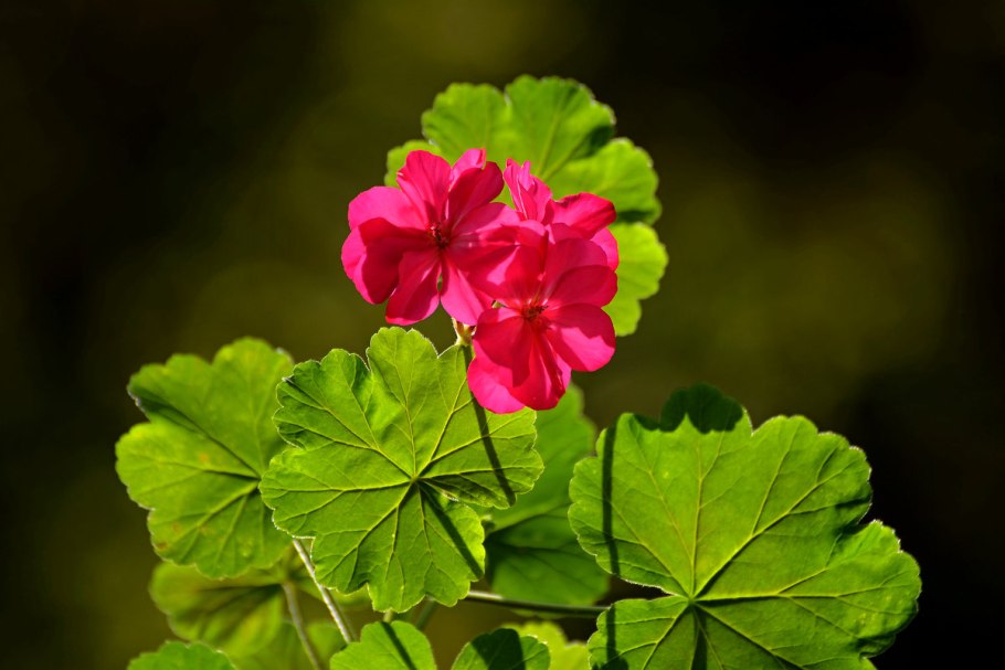 Пеларгония ампельная balkon